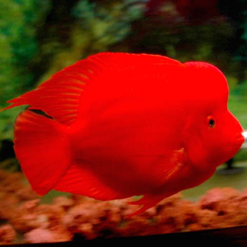 Rogaland Caishen parrot fish - red Caishen fish