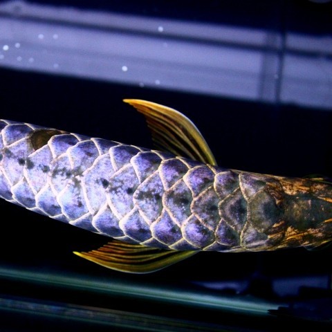 Rogaland Blue backed Arowana