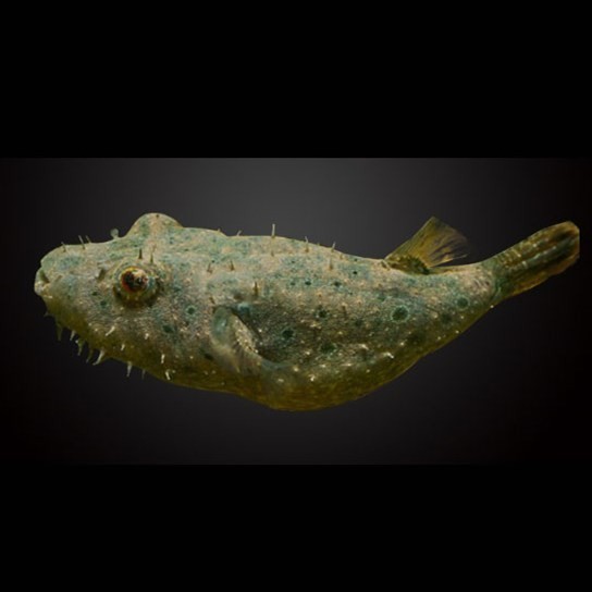 Rogaland Hairy dog head fish