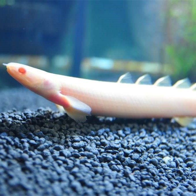 Rogaland Albino nine horned Arowana