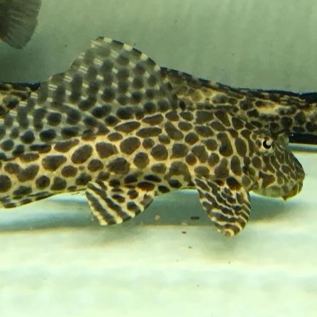 Rogaland Leopard fish