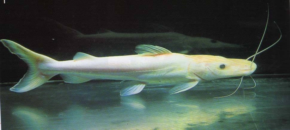 Rogaland Albino duck billed fish