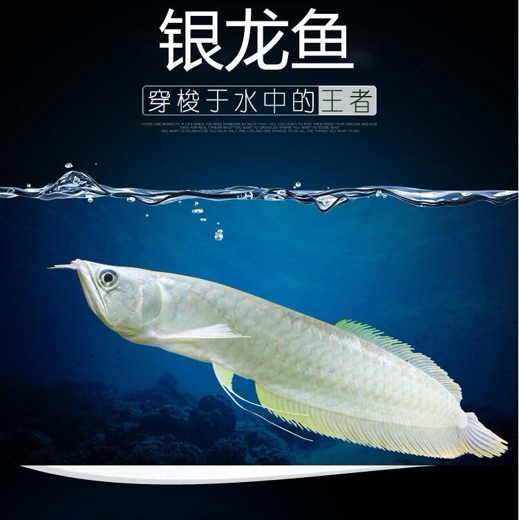 Rogaland Silver Arowana