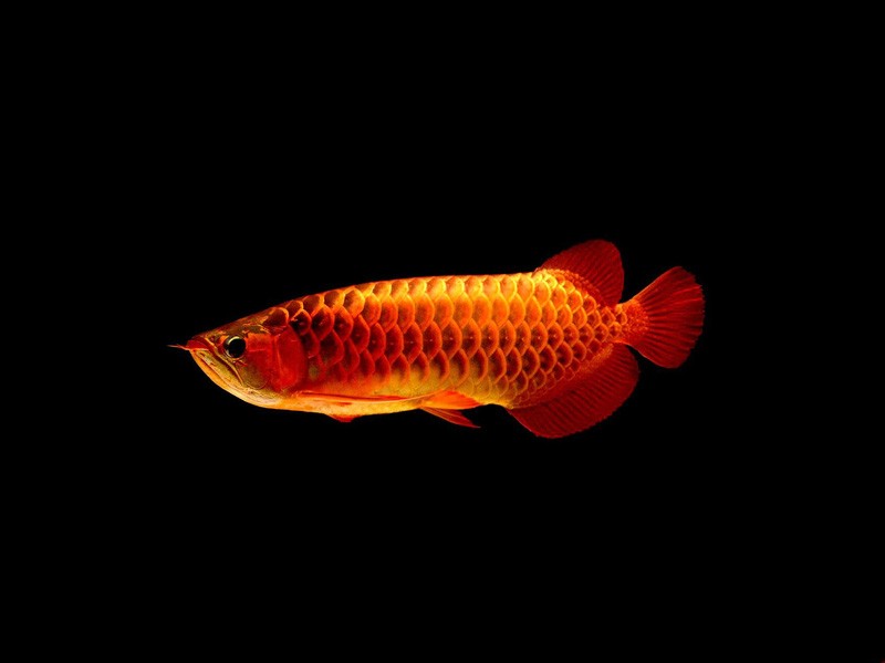 Rogaland Red arowana with blue background