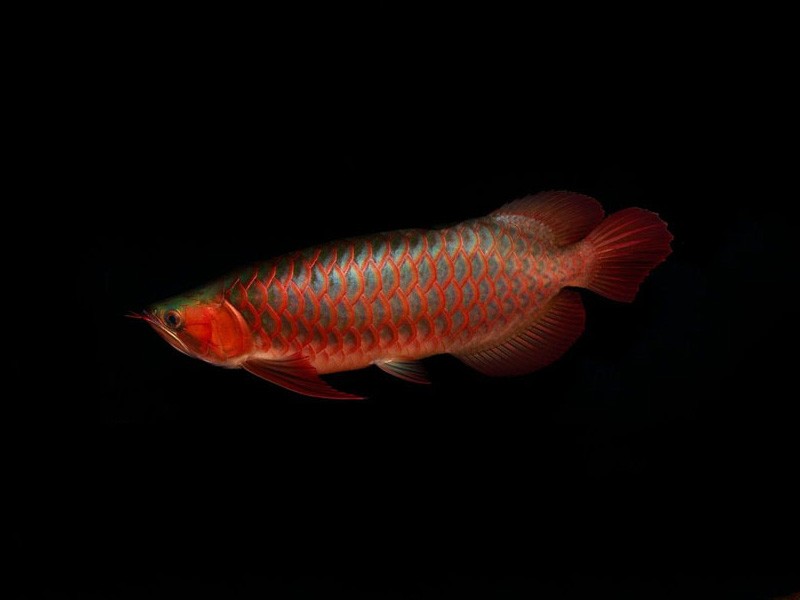 Rogaland Red arowana with green bottom