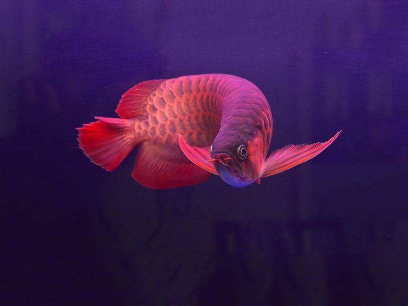 Rogaland Chili red arowana 2