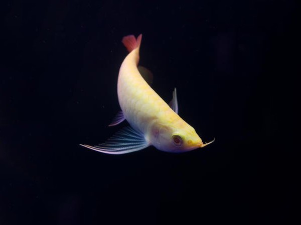 Rogaland Albino red Arowana