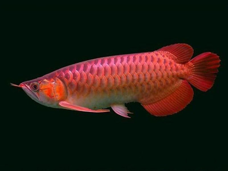 Rogaland Chili red Arowana