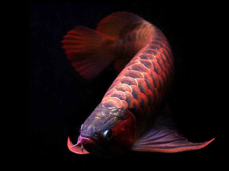 Rogaland Orange red Arowana