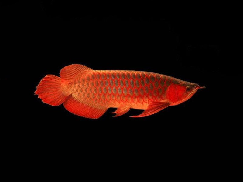 Rogaland Red bottom red Arowana