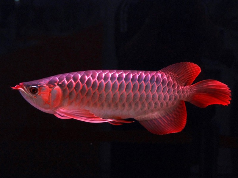 Rogaland Great Lake red Arowana